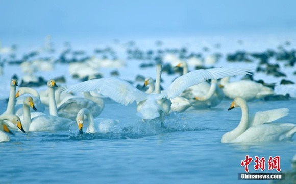 新疆玛纳斯国家湿地公园大批天鹅飞抵越冬 第1页