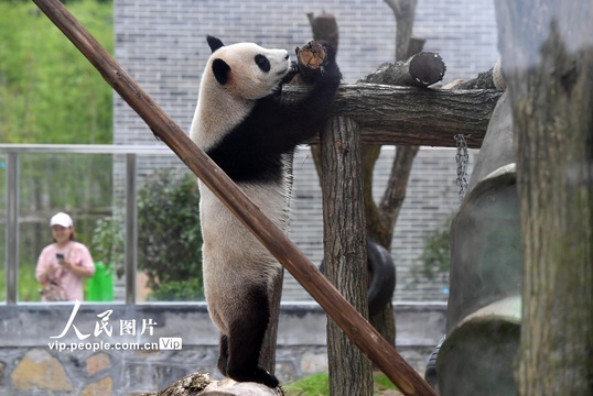 湖南凤凰中华大熊猫苑试开园(5) 第5页