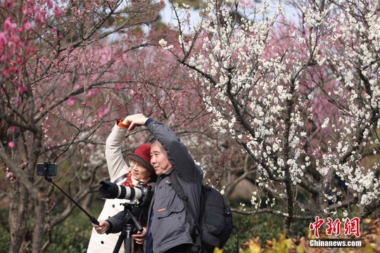 南京梅花山梅开枝头“暗香涌动”(5) 第5页