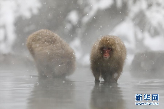 日本长野:雪猴惬意享温泉(4) 第4页