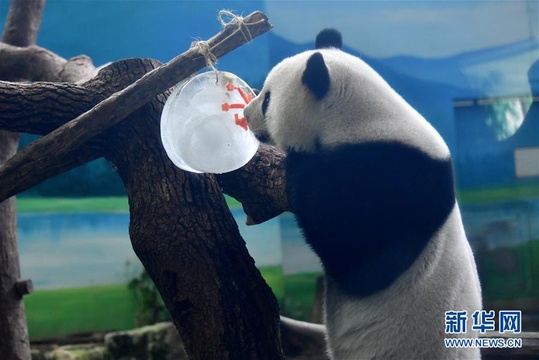 大熊猫吃“月饼”过中秋(2) 第2页