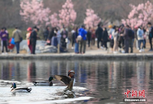 北京玉渊潭早樱绽放 吸引游客观赏(4) 第4页