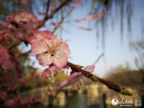 高清组图:春到颐和园 玉兰醉春风(8) 第8页