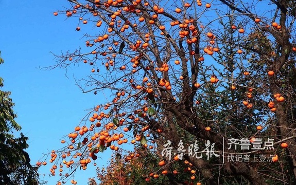 济南南山秋深,蓝天红柿成绝美风景(2) 第2页