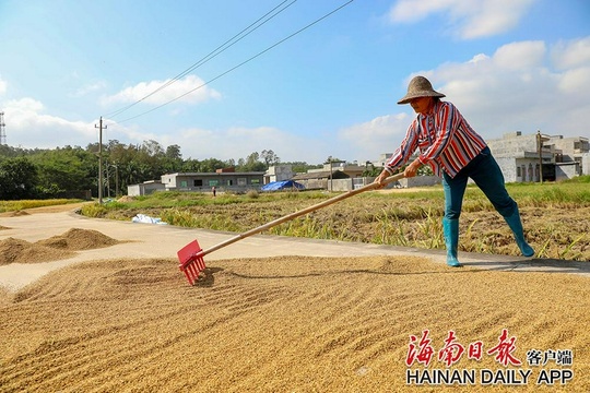 海南澄迈:千亩稻谷金黄收割忙(4) 第4页