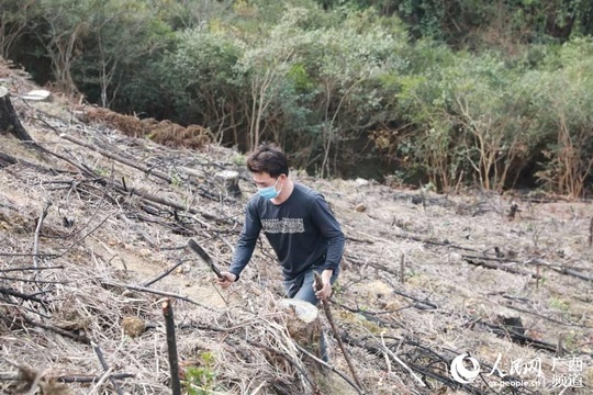 广西三江:党群齐同心 油茶备耕忙(2) 第2页