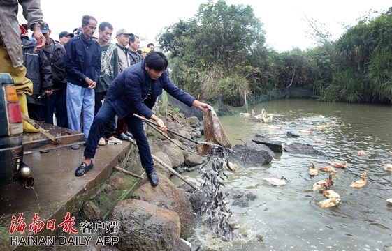 海口美仁坡农民为来访白鹈鹕投放500斤鱼苗 第1页