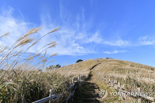 韩国秋季景色浪漫 金黄稻田美如画卷【组图】 第1页