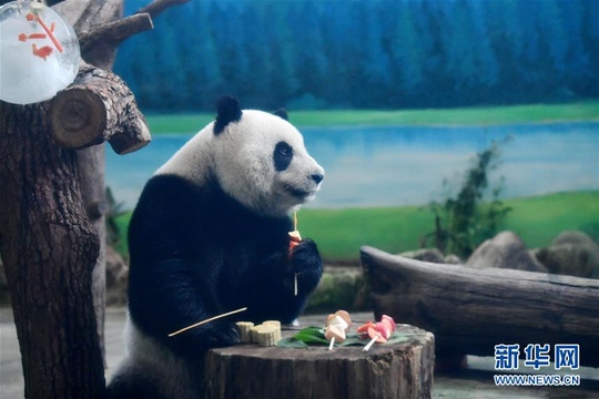 大熊猫吃“月饼”过中秋(5) 第5页