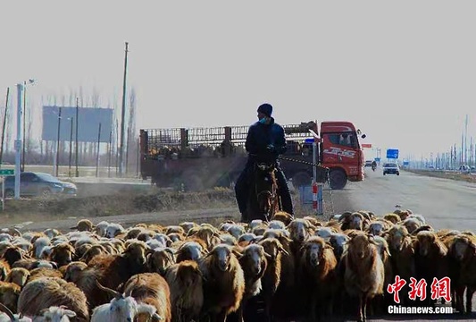 新疆裕民县30万只(头)牲畜开启春季转场 第1页