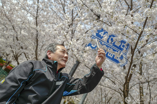 上海“最美地铁口”樱花盛开 市民争相打卡(12) 第12页