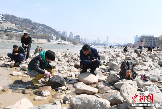 黄河兰州段河床裸露 民众寻“奇石”(2) 第2页