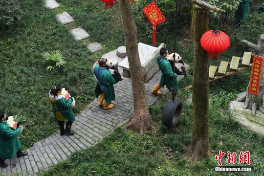 世界现存最长寿圈养大熊猫过新年 熊猫幼仔携礼给“曾祖母”拜年(2) 第2页