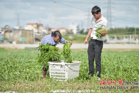 海口蔬菜基地加紧抢收 防御风雨(2) 第2页