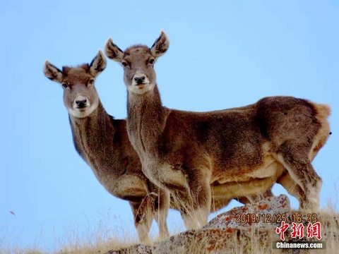 黄河源头牧民为身边“高原精灵”拍靓照 第1页