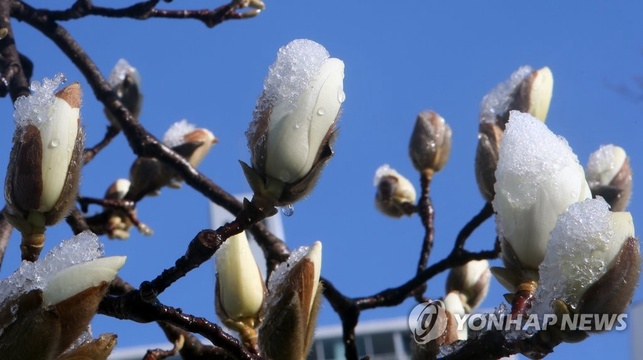 韩国江原道:阳春三月梅雪争春【组图】(7) 第7页