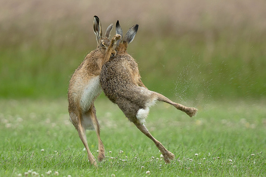 比武招亲?摄影师拍英国野兔求欢前先打一架 第1页