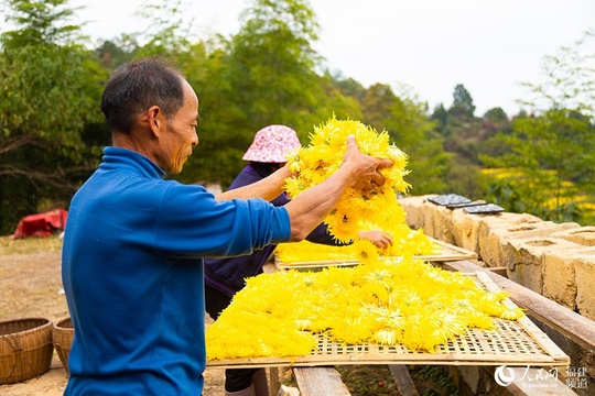 福建长汀:一村一品一特色 金丝皇菊创增收(6) 第6页