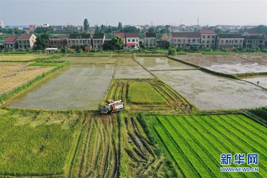 洞庭湖畔打响粮食保卫战 第1页