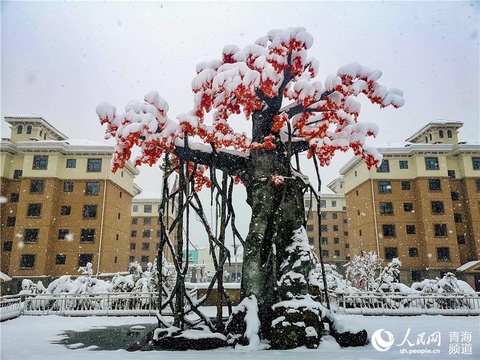 喜提大雪!门源市民开启晒雪景模式 第1页