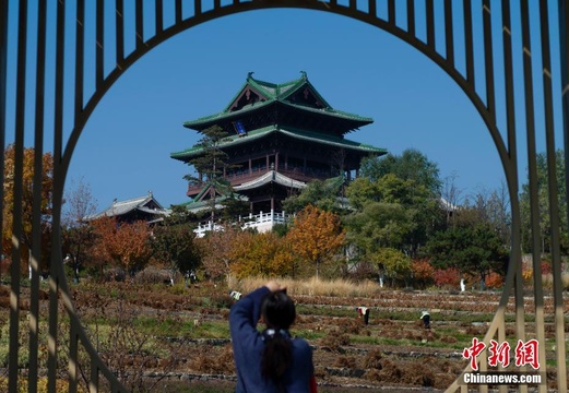 北京世园公园红叶进入最佳观赏期 引游客游园打卡(3) 第3页