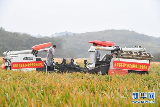 袁隆平团队杂交水稻双季亩产突破1500公斤 第1页