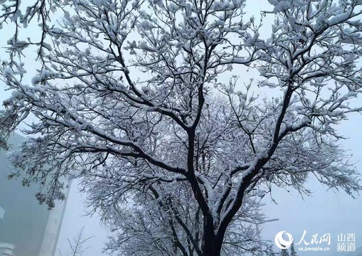 组图:瑞雪兆新年 第1页