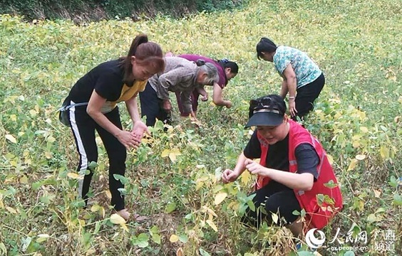 马山县:8300多名干部深化结对帮扶 第1页