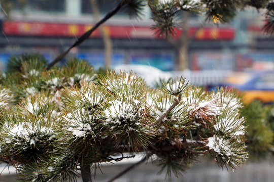 初雪来了!国际庄迎今冬第一场雪(5) 第5页