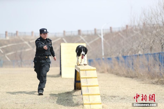 探访辽宁沈阳女警犬训导员 第1页