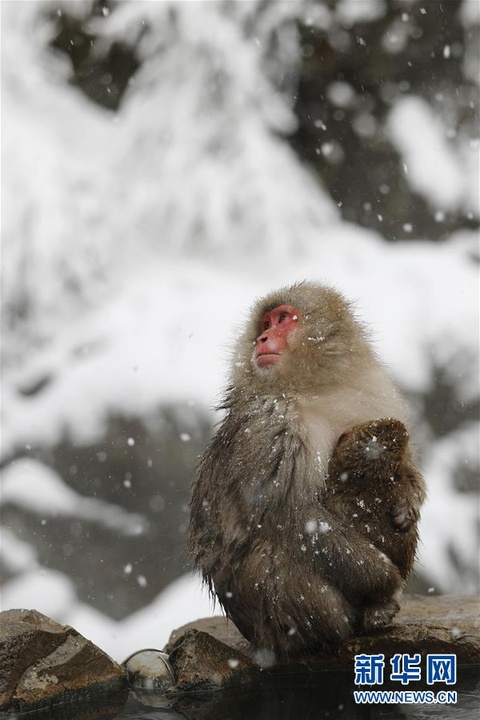 日本长野:雪猴惬意享温泉(6) 第6页