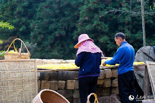 福建长汀:一村一品一特色 金丝皇菊创增收(4) 第4页