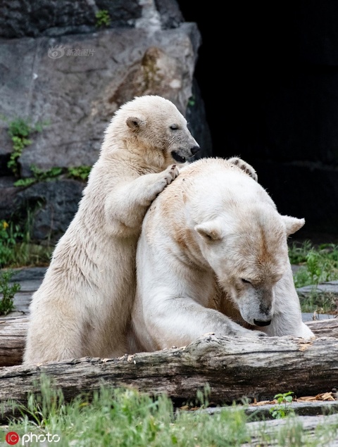 怡然自得!德国动物园内的一对北极熊母女自在玩耍尽显萌态(5) 第5页