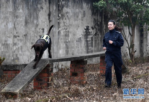 一个“警犬妈妈”的十年春运坚守 第1页