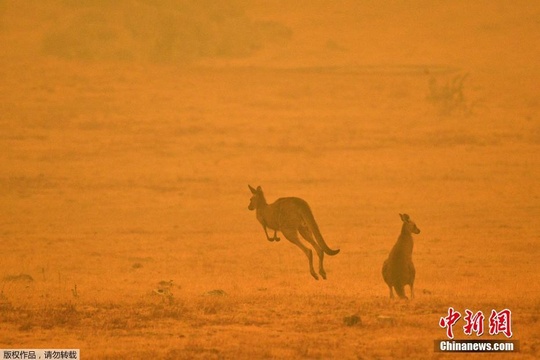 澳大利亚野火难控 或致数亿只动物丧生 第1页