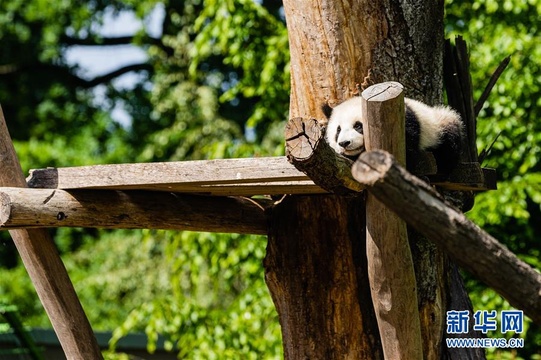 德国:动物园重新开 大熊猫迎客来(6) 第6页