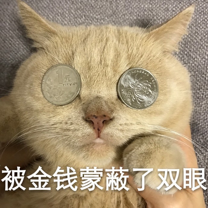 咖喱橘猫 搜狗表情搜索