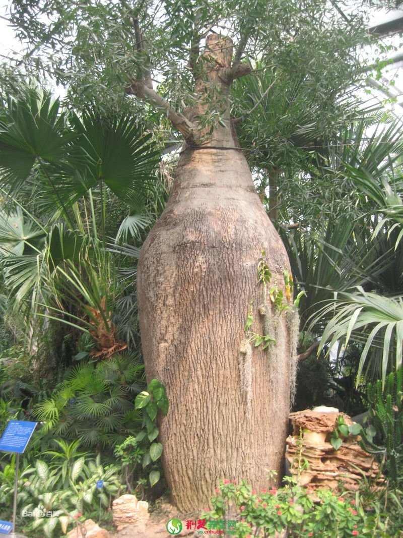水瓶树 可以用来图片