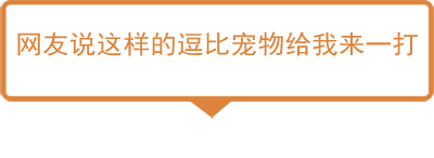 今日神段 | 养一只逗比宠物是怎样的一种体验？ 轻松一刻 第4张