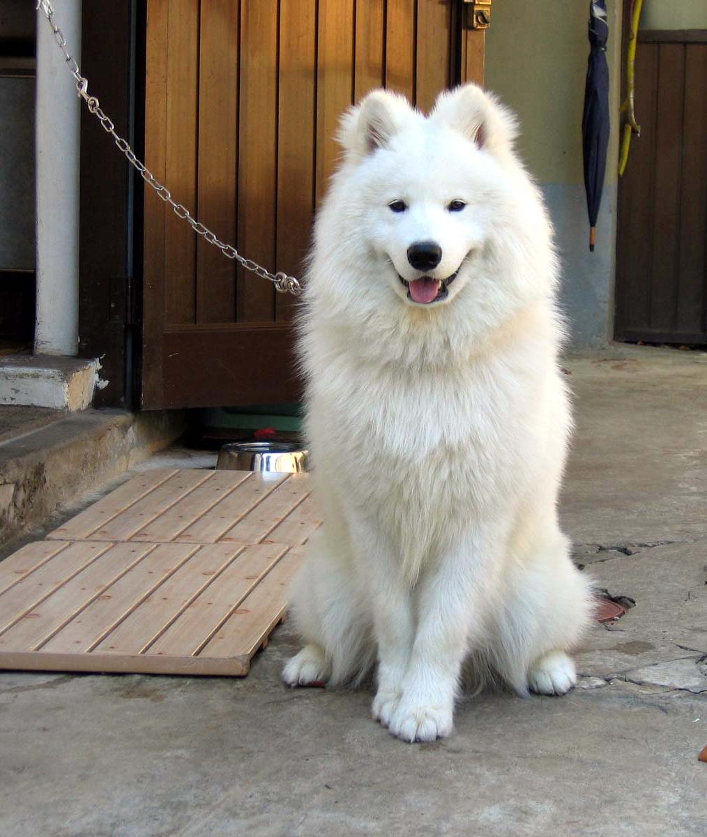 萨摩耶犬的分类