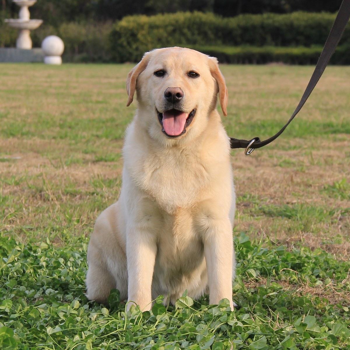 纯种拉布拉多犬辨别方法