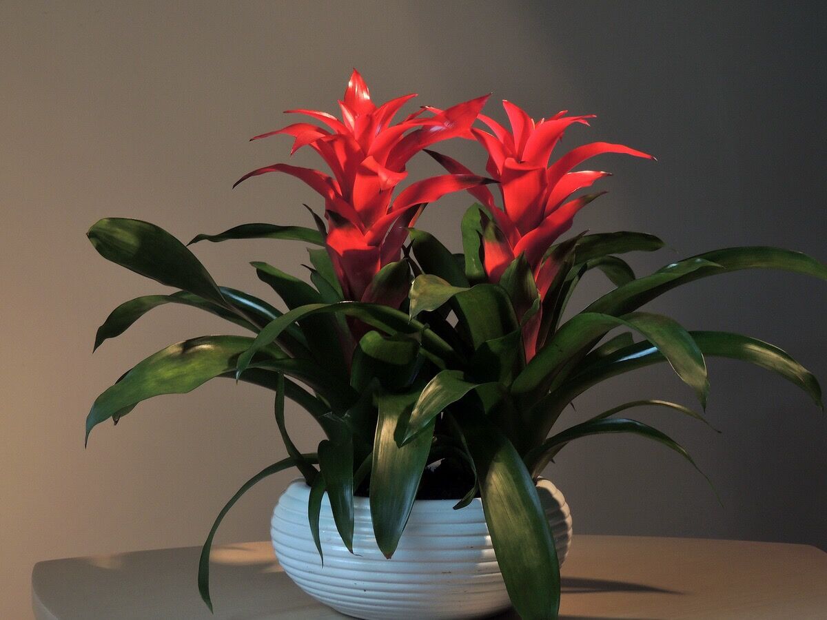 鸿运当头花养殖方法和注意事项原来是这样