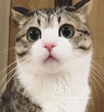 中华田园猫有哪些缺点?