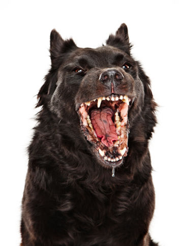 狂犬病的传播途径是什么来充电吧