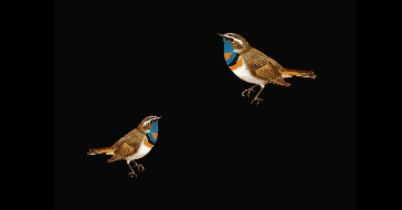 如何将gif格式转换为视频mp4格式来看看吧