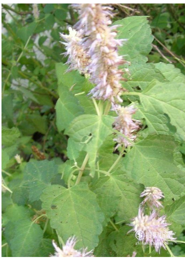 我们身边随处可见的治疗感冒发烧的中草药 看完就差不多明白了 - 青涩