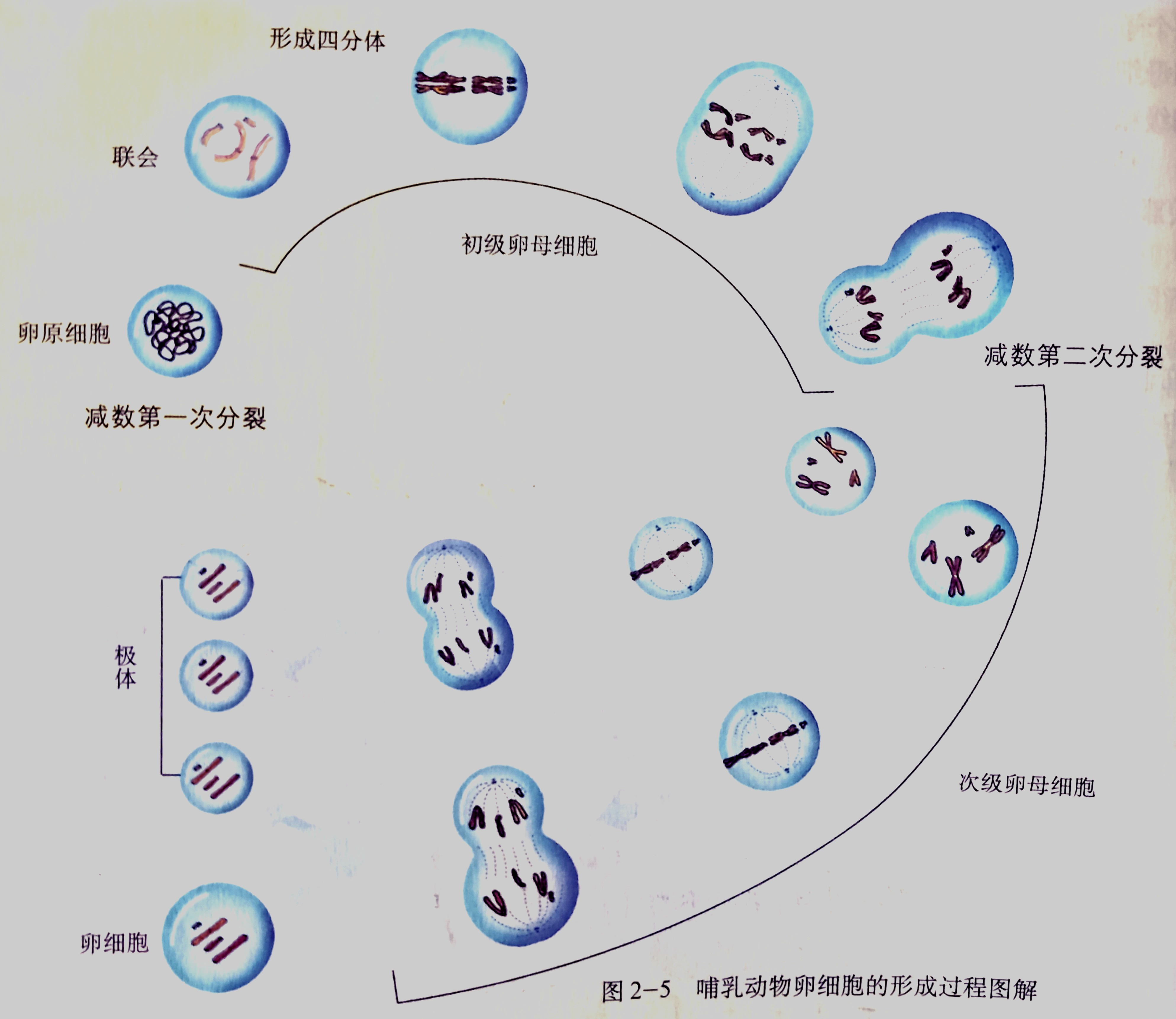 减数分裂 搜狗科学百科