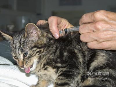 猫咪如何打疫苗？猫咪接种疫苗需要注意什么 这几步你要了解