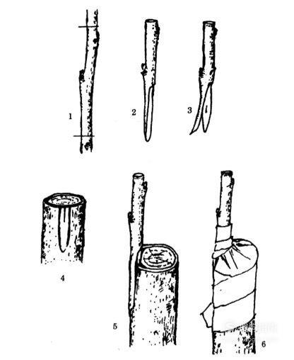 核桃树怎样嫁接之高接法(组图),你值得一看的技巧 