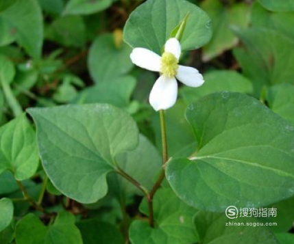 我们身边随处可见的治疗感冒发烧的中草药看完就差不多明白了